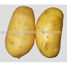 Supplier of Fresh Potato New Season - Exported to Southeast Asia Market
